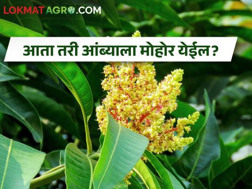 Hoping to bloom flowering of Hapus mango due to night cold | रात्रीच्या गारठ्यामुळे हापूसचा मोहोर बहरण्याची आशा