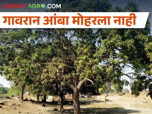 Latest News Mango farmers are worried due to climate change | धुक्यामुळे आंबा उत्पादक शेतकरी चिंतेत, गावरान आंबा मोहरला नाही