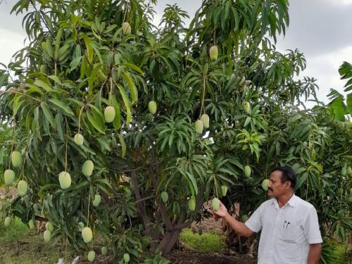 Income of lakhs from organically grown mango orchards | सेंद्रीय आंबा फळबागेतून लाखोंचे उत्पन्न