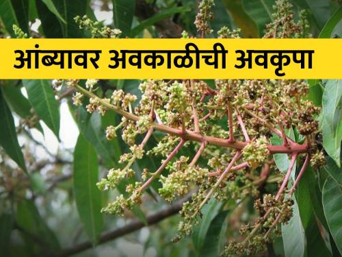 late flowering in mango crop; Incidence of diseases will increase | आंबा पिकात मोहर उशिरा; रोगांचा प्रादुर्भाव वाढणार