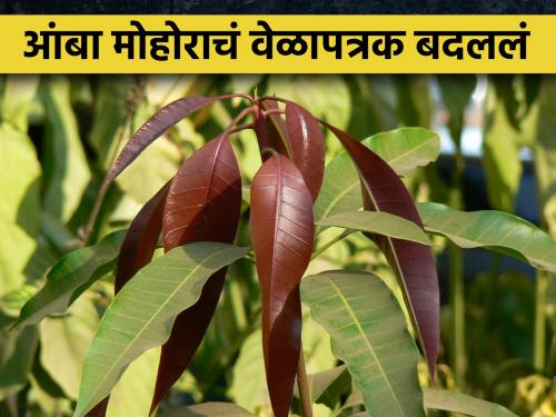 new leaf growth instead of mango panicle to the Hapus mango | हापूस कलमांना मोहराऐवजी पालवी