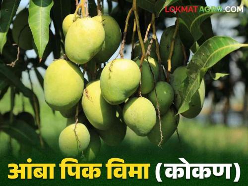 Insurance scheme for loss of mango crop in Konkan due to unseasonal rain and hail | कोकणातील आंब्याचे अवेळी पाऊस व गारपीटीमुळे होणाऱ्या नुकसान भरपाईसाठी विमा योजना