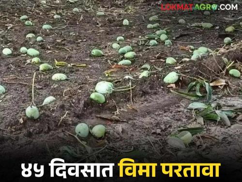 Will the trigger for mango crop insurance be implemented this year? Find out in detail | यंदा तरी आंबा फळपीक विम्यासाठी ट्रिगर लागू होणार का? जाणून घ्या सविस्तर