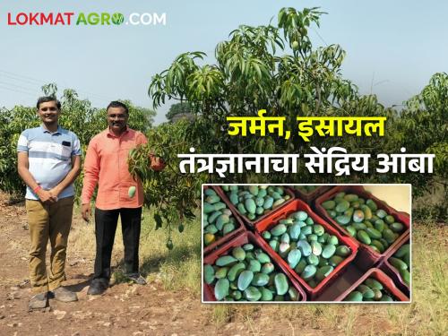 Organic mango production using German, Israeli technology; An inspiring success story of a farmer from Hasanabad | जर्मन, इस्रायल तंत्रज्ञानाचा वापर करत सेंद्रिय आंबा उत्पादन; हसनाबादेतील शेतकऱ्याची प्रेरणादायी यशकथा