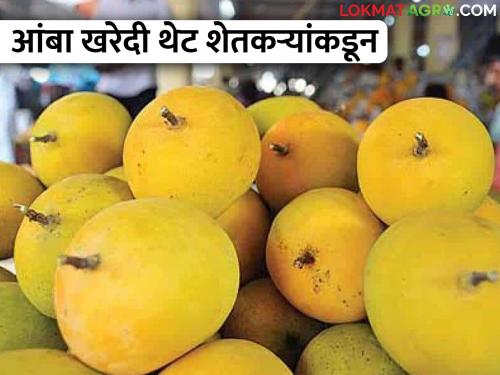 Want to buy mangoes directly from farmers at low prices? A mango fair is held here | थेट शेतकऱ्यांकडून कमी दरात आंबा खरेदी करायचाय? इथे भरलीय आंब्याची जत्रा