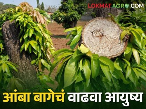 Mango Rejuvenation, How to increase production of old mango orchards | Mango Rejuvenation जुन्या आंबा बागेचं उत्पादन कसं वाढवाल, असे करा व्यवस्थापन