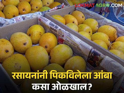 How to identify naturally ripened mangoes? | Mango Ripening नैसर्गिकरीत्या पिकलेले आंबे कसे ओळखायाचे?