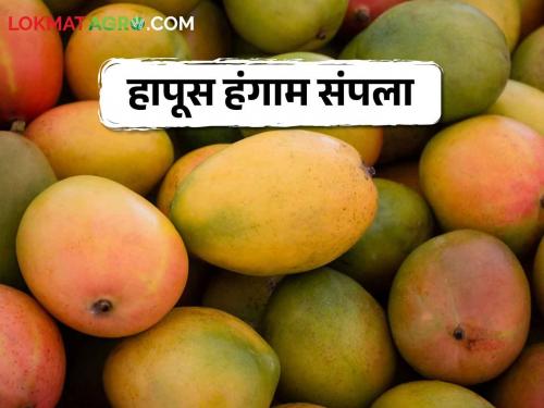 Hapus Mango Season; end of the season of Hapus mango this year after many problems | Hapus Mango Season अनेक संकटे झेलून अखेर हापूस हंगामाचा निरोप