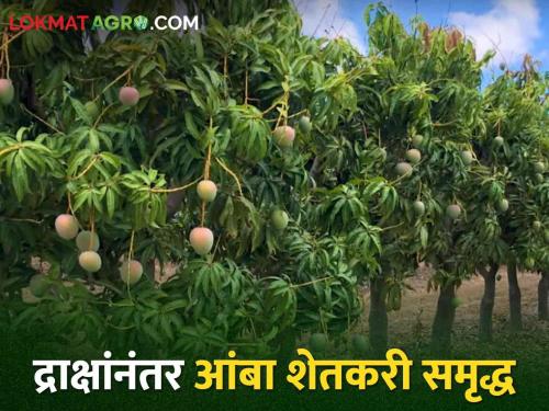 Latest News Export of Dussehri and Kesar Mangoes from rural areas of Nashik | Mango Season : नाशिकच्या ग्रामीण भागातील आंबा सातासमुद्रापार, दशेहरी अन् केसरचा बोलबाला 