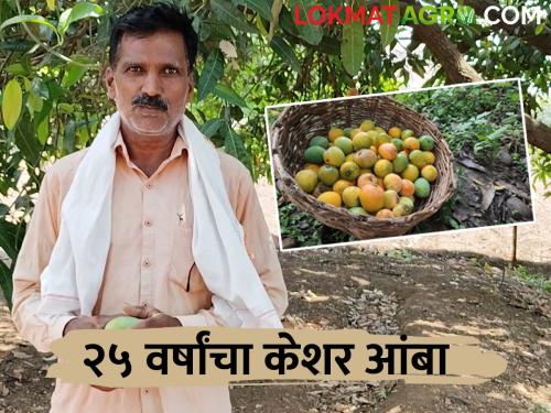 Mango gave the direction of happiness; This success story of progressive Farmer Mithu Kaka | Success Story आंब्याने दिली सुखाची दिशा; प्रगतीशील मिठ्ठू काकांची ही यशकथा
