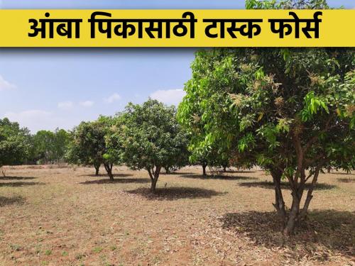 Establishment of task force for control of pest diseases affecting in mango crop | आंबा पिकावर येणाऱ्या कीड रोगांच्या नियंत्रणासाठी कृती दलाची स्थापना