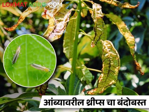 Timely protection against pests on mango mohara | वेळीच करा आंबा मोहारावरील किडींपासून संरक्षण