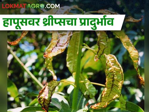 Thrips infestation on Hapus mango due to climate change | हवामानातील बदलामुळे हापूसवर थ्रीप्सचा प्रादुर्भाव