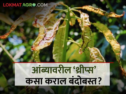 Timely control of 'thrips' on mango is essential | आंब्याच्या मोहोरावर ‘थ्रीप्स’चा होतोय ॲटॅक, वेळीच करा उपाय अन्यथा..