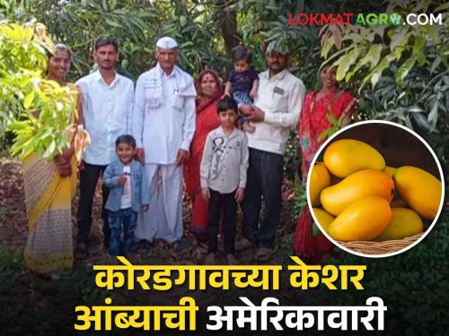 Latest news Ahmednagar farmer earns lakhs from thirteen hundred mango trees see details | Success Story : आंब्याच्या तेराशे झाडांपासून लाखोंचं उत्पन्न, अहमदनगरच्या केशर आंब्याची अमेरिकावारी!