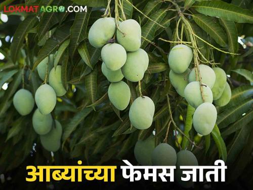 Mango Varieties: Cultivation of mango? Which Variety will you choose? | Mango Varieties: आंबा लागवड करताय? कोणत्या जातीची निवड कराल