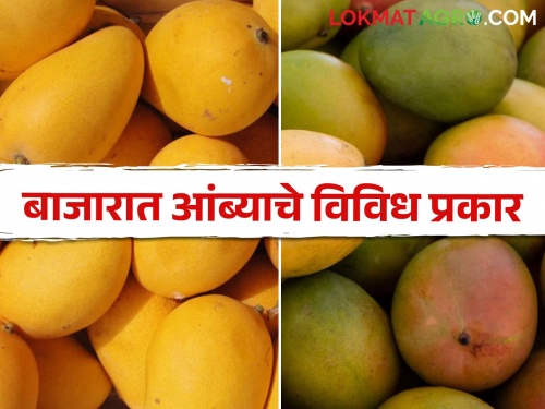 Latest News Different types of mangoes entered in Jalgaon fruit market | Mango Variety : जळगावच्या बाजारात हापूससह 'या' आंब्याची चलती, ग्राहकांची पसंती कुणाला? 