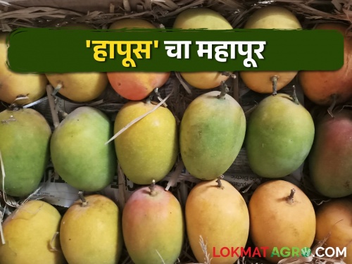 A flood of mangoes in the market; A record inflow of 1.25 lakh boxes was filed | बाजारात आंब्याचा महापूर; विक्रमी आवक सव्वा लाख पेट्या दाखल