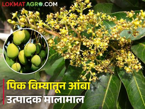 Mango growers, don't worry about losses! | आंबा उत्पादकांनो, नुकसान झाल्यास चिंता करू नका!