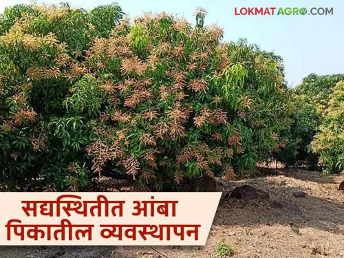 What will be done to solve the problem of water stress in mango crop due to continuous rain | सततच्या पावसामुळे आंबा पिकातील ताण बसण्याच्या अडचणीवर काय कराल उपाय