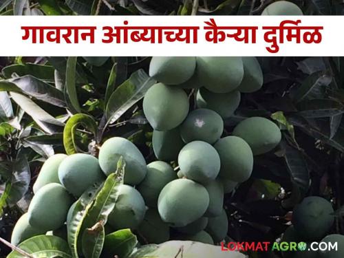 Gavran mango is now rare in the market; Can't even get the green mango to make pickles? | बाजारातून आता गावरान आंबा दुर्मीळ; लोणचं बनविण्यासाठी कैऱ्याही मिळेना?