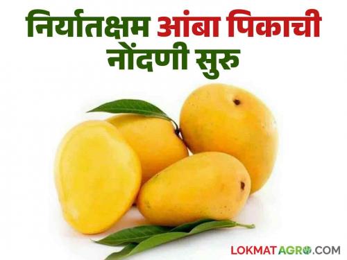 Golden opportunity for mango farmers Registration of exportable mango crops on Hortinet system through Mangonet started | आंबा उत्पादक शेतकऱ्यांना सुवर्णसंधी निर्यातक्षम आंबा पिकाची मँगोनेटव्‍दारे हॉर्टीनेट प्रणालीवर नोंदणी सुरु