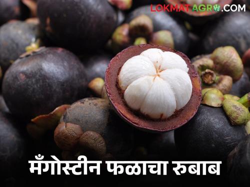 Thailand's national fruit of 1000 rupees per kg has arrived in Solapur.. read in detail | हजार रुपये किलो थायलंडचं राष्ट्रीय फळ आले सोलापुरात.. वाचा सविस्तर