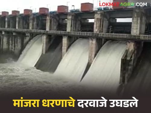latest news Manjara Dam Water Storage: The doors of Manjara project have been opened; Read in detail how many cusecs are being released | Manjara Dam Water Storage : मांजरा प्रकल्पाचे दरवाजे उघडले; किती क्यूसेक विसर्ग होतोय वाचा सविस्तर