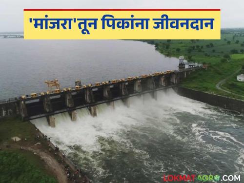 Manjara Dam: latest news Water from 'Manjara' is providing boon to summer crops; 'so many' hectares of area irrigated Read in detail | Manjara Dam: 'मांजरा'तील पाणी उन्हाळी पिकांना वरदान; 'इतक्या' हेक्टर क्षेत्रावर झाले सिंचन वाचा सविस्तर