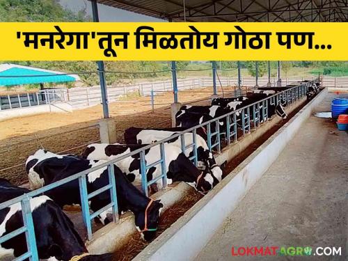 If you want cowshed project for animals through MNREGA, cultivation of fruit crops mandatory | मनरेगातून जनावरांसाठी गोठा प्रकल्प हवा तर फळबाग लागवड करा