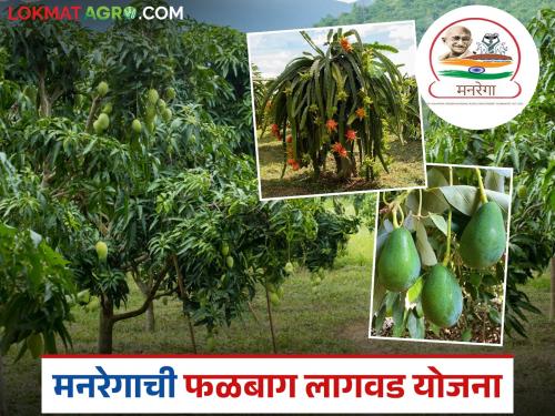 Latest News Falbag Lagvad mgnrega plant 20 types of fruit crops including dragon fruit and avocado | 'या' योजनेंतर्गत ड्रॅगन फ्रुट, ॲव्होकाडोसह लावा 20 प्रकारची फळपिके, वाचा सविस्तर 