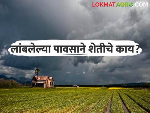 Maharashtra Rain Update Where and how much rain fell in the state in the month of June? | Maharashtra Rain Update राज्यात जून महिन्यात कुठे-किती पाऊस पडला?