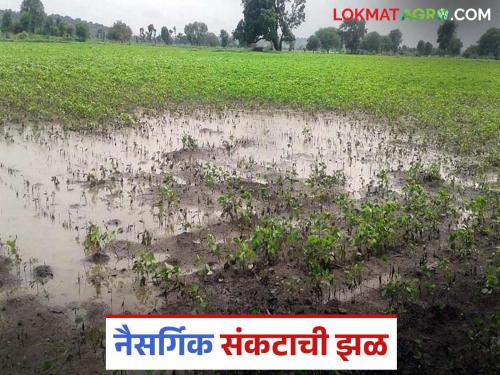 latest news Awakali Paus: Rain or disaster? Heavy rains in Marathwada in May Read in detail | Awakali Paus : पाऊस की आपत्ती? मे महिन्यात मराठवाड्यात मुसळधार अवकाळी वाचा सविस्तर