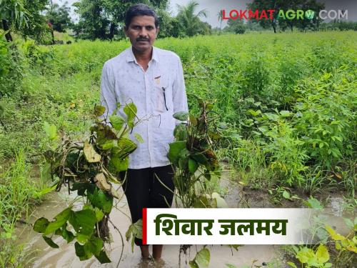 latest news Marathwada Rain Update : Heavy rain in Marathwada; Thousands of acres of agriculture lost | Marathwada Rain Update : मराठवाड्यात धो-धो पाऊस; हजारो एकर शेतीचे नुकसान
