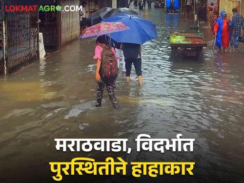 Rain News Update : Rain lashed Marathwada, Vidarbha; Read more about the devastation caused by the floods | Rain News Update : मराठवाडा, विदर्भाला पावसाने झोडपले; पूरस्थितीने हाहाकार वाचा सविस्तर