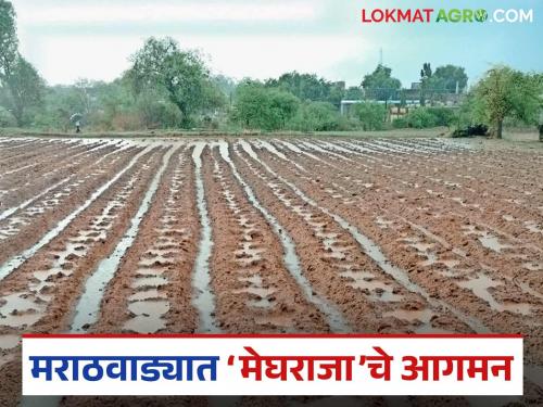 latest news Heavy Rains in Marathwada : Heavy rains after a fortnight; Heavy rains in 30 mandals in Marathwada | Heavy Rains in Marathwada : पंधरवड्यांनंतर पावसाची जोरदार हजेरी; मराठवाड्यात ३० मंडळांत मुसळधार पाऊस