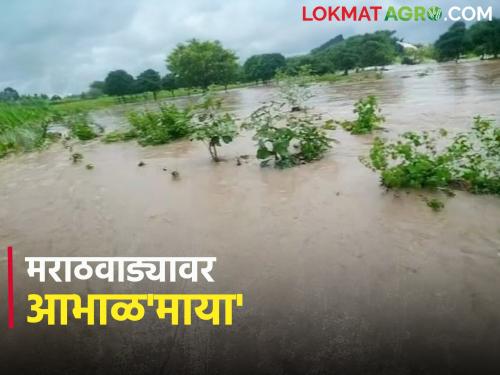 Marathawada Rain Update: Heavy rain in Marathwada; The emphasis continued for the second day in a row | Marathawada Rain Update : मराठवाड्यात अतिवृष्टी शिवार जलमय; सलग दुसऱ्या दिवशीही जोर कायम