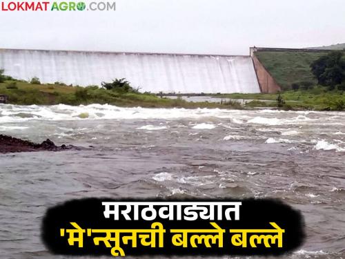 latest news Marathawada Dam Water: 'Monsoon Special': Marathwada's dams are full; Know how much water is available? | Marathawada Dam Water: 'मे'न्सून स्पेशल : मराठवाड्याचे धरण भरभरून; जाणून घ्या उपलब्ध पाणीसाठा किती?
