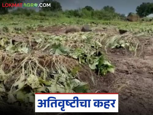 latest news Marathwada Crop Damage: Heavy rains hit: 50% of Kharif crops in Marathwada are muddy Read in detail | Marathwada Crop Damage : अतिवृष्टीचा फटका : मराठवाड्यात ५०% खरीप पिकांचा चिखल वाचा सविस्तर