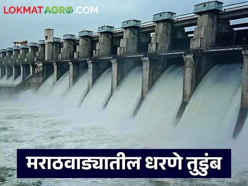 latest news Marathwada Dam Water Storage: Rains in Marathwada; Read in detail how much water storage is available | Marathwada Dam Water Storage : मराठवाड्यात पावसाची मेहरबानी; किती आहे जलसाठा उपलब्ध वाचा सविस्तर