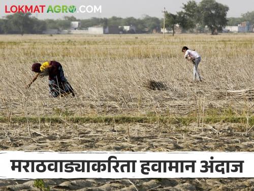 Latest News Marathwada Weather Update Next five days weather forecast for Marathwada, agriculture advisory, read in detail | Marathwada Weather Update : मराठवाड्यासाठी पुढील पाच दिवसांचा हवामान अंदाज, कृषी सल्ला, वाचा सविस्तर