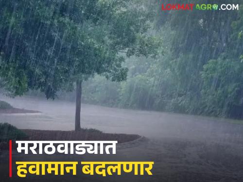 latest news Marathwada Weather Update: IMD Alert; Read in detail what the weather will be like in Marathwada for the next four days. | Marathwada Weather Update : IMD अलर्ट; पुढील चार दिवस मराठवाड्यात कसे असेल हवामान वाचा सविस्तर
