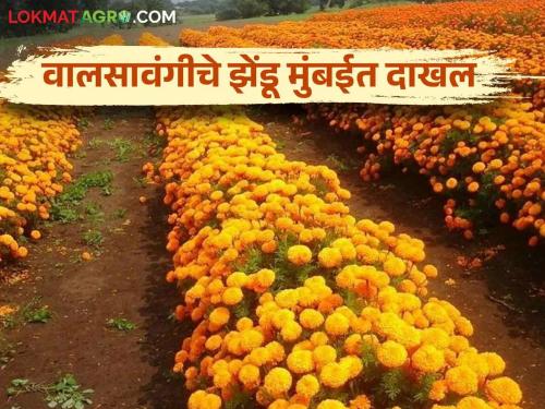 Marigold Cultivation : Marigolds flourish demand Shravan  | Marigold Cultivation : ऐन श्रावणात झेंडू तेजीत 