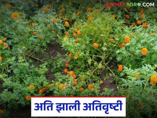 latest news Marigold Flower Damage: Heavy rains; Read details of damage to marigold flowers ahead of festivals | Marigold Flower Damage : अति झाली अतिवृष्टी; सणांच्या तोंडावर झेंडूच्या फुलांचे नुकसान वाचा सविस्तर