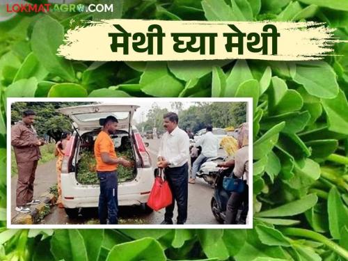 The farmer did not want to traders and sold the fenugreek methi vegetable by different idea | व्यापाऱ्यांची भरती नको म्हणून शेतकऱ्यानं हे जुगाड करून विकल्या मेथीच्या पेंड्या