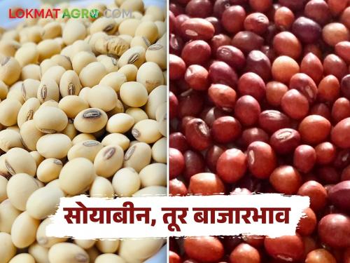 latest news Market Update: Mild fluctuations in soybean prices in the market; stability in tur prices Read in detail | Market Update : बाजारात सोयाबीन भावात सौम्य चढ-उतार; तूर दरात स्थिरता वाचा सविस्तर