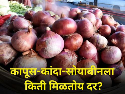 farmer agriculture How much is the price of cotton onion soybean Know today market price | कापूस-कांदा-सोयाबीनला किती मिळतोय दर? जाणून घ्या आजचा बाजारभाव