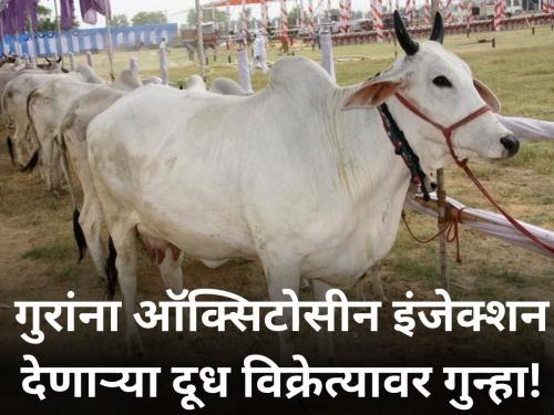 Crime against milk seller for injecting oxytocin to cattle | गुरांना ऑक्सिटोसीन इंजेक्शन देणाऱ्या दूध विक्रेत्यावर गुन्हा!