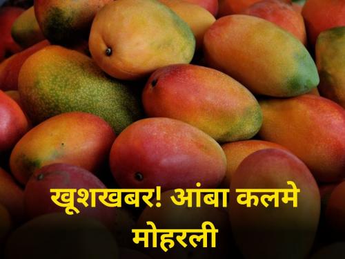 maharashtra state farmer mango producer march month cuttings were stamped | खूशखबर! आंबा कलमे मोहरली