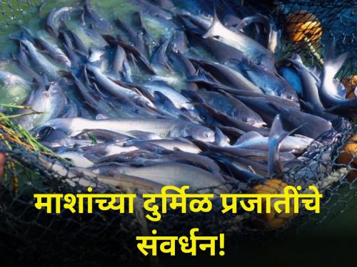 maharashtra ratnagiri farmer fishery Conservation of rare fish species | माशांच्या दुर्मिळ प्रजातींचे संवर्धन!